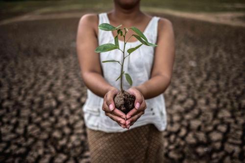 Women are stand holding seedlings are in dry land in a warming w