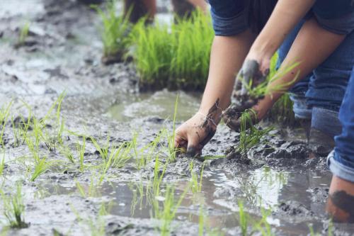 friendship,young farmer planting on the Rice Berry organic paddy